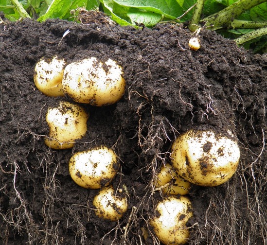 Harvested tubers (Solanum tuberosum Phureja Group) of different sizes